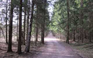 Вагонка из сосны: особенности материала