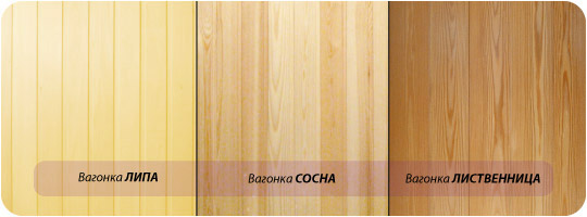 Липа, сосна и лиственница